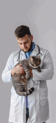 萌宠宠物医院医生抱着猫咪摄影图背景 萌宠宠物医院医生抱着猫咪摄影图背景