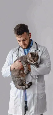 萌宠宠物医院医生抱着猫咪摄影图背景 萌宠宠物医院医生抱着猫咪摄影图背景