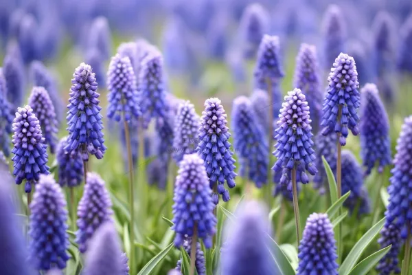 紫色葡萄花信子鲜花摄影图