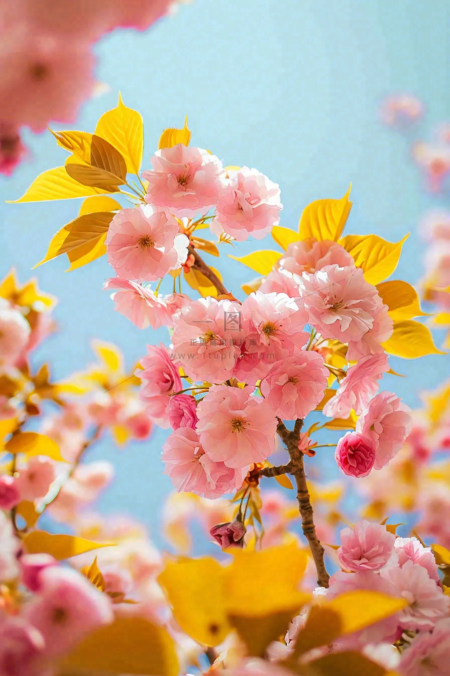 春天蓝天清新粉红桃花花朵树枝嫩叶，立春摄影图