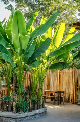 庭院里的芭蕉树热带植物摄影图 庭院里的芭蕉树热带植物摄影图