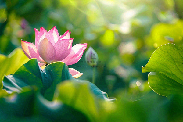 夏日池塘荷花荷叶唯美立夏夏至处暑摄影图 夏日池塘荷花荷叶唯美立夏夏至处暑摄影图