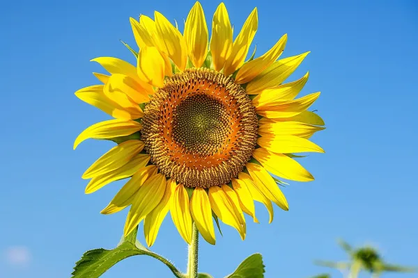 向日葵向阳鲜花摄影图