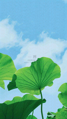 夏日荷叶绿色样式天空蓝天阳光清新白云，夏至小暑大暑处暑摄影图