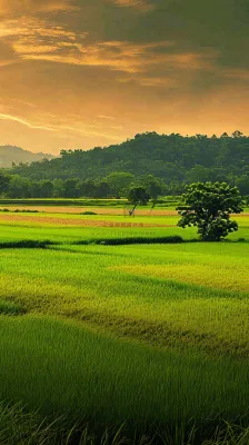 春天落日温馨稻草水稻农田种植，小满芒种摄影图