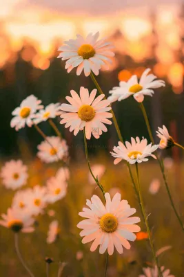 落日小花小草花朵特写，郊游玩耍意境摄影图