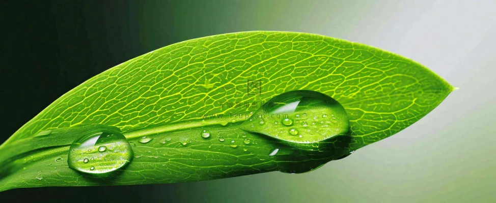 夏天绿叶露水露珠萌芽清新，雨水白露谷雨摄影图