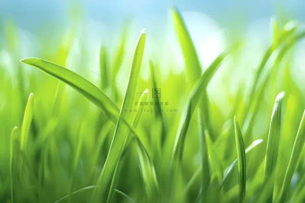 小草嫩叶嫩芽绿色海报素材背景 小草嫩叶嫩芽绿色海报素材背景