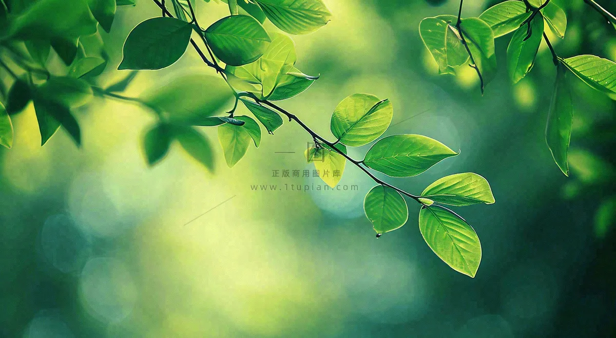 绿色树叶意境模糊光照叶子，春天夏日，春分立夏摄影图