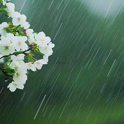 春天雨天白色花朵，雨水谷雨摄影图