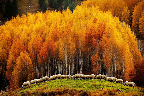 秋天风景黄色的树木森林羊群大自然风光摄影图 秋天风景黄色的树木森林羊群大自然风光摄影图