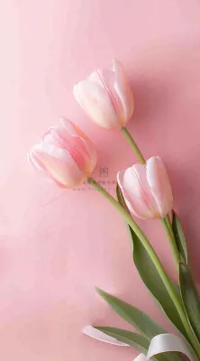 粉色郁金香花束母亲节送花摄影图 粉色郁金香花束母亲节送花摄影图