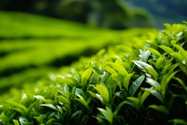 茶叶种植园摄影图