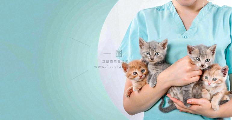宠物医院猫狗生病救治摄影图 宠物医院猫狗生病救治摄影图