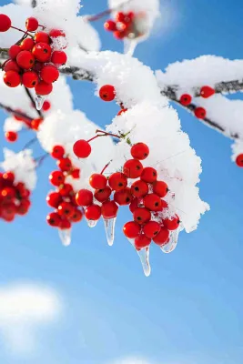 冬天蓝天背景红色果实白雪覆盖小清新立冬小寒大寒冬至摄影图 冬天蓝天背景红色果实白雪覆盖小清新立冬小寒大寒冬至摄影图