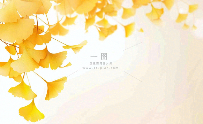 秋天银杏树黄叶落叶立秋秋分手绘插画背景 秋天银杏树黄叶落叶立秋秋分手绘插画背景