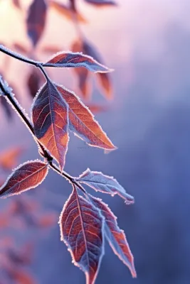 大雪冰枝紫色浪漫冬天节气海报背景