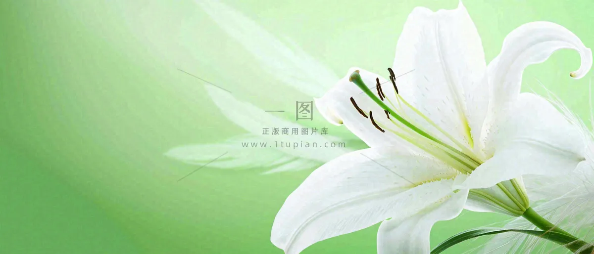 白色鲜花百合花鲜花意境简约，教师节淡雅摄影图