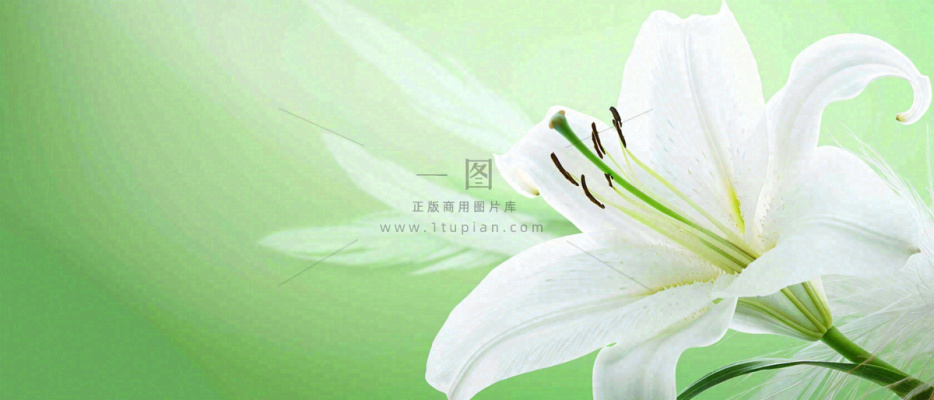 白色鲜花百合花鲜花意境简约,教师节淡雅摄影图 白色鲜花百合花鲜花意境简约,教师节淡雅摄影图