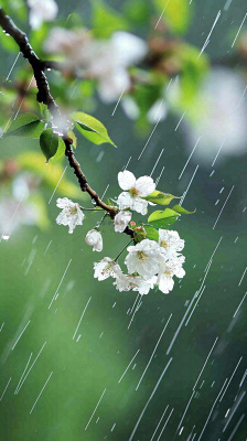 春天白色花朵枝叶在雨中，新鲜绿叶鲜花，雨水谷雨摄影图