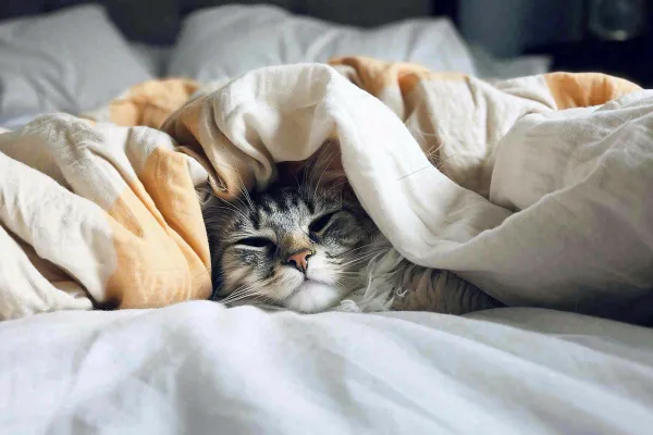 被窝里睡觉的猫猫,可爱的动物摄影图 被窝里睡觉的猫猫,可爱的动物摄影图