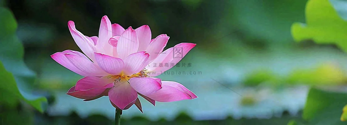 夏天荷塘盛开荷花荷叶绿色清新，夏至立夏大暑小暑处暑摄影图