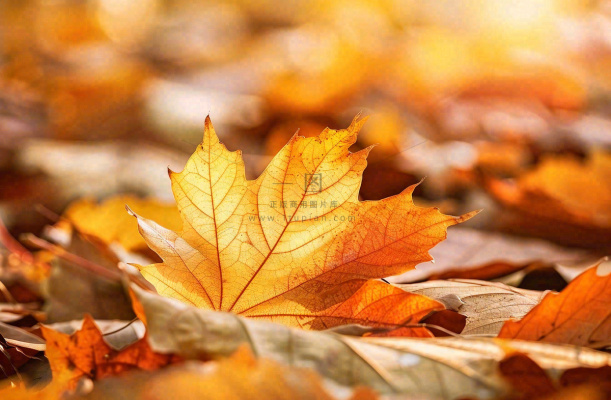 秋天落叶枫叶夕阳阳光立秋秋分摄影图 秋天落叶枫叶夕阳阳光立秋秋分摄影图