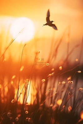 落日枝叶露珠意境晚霞背景