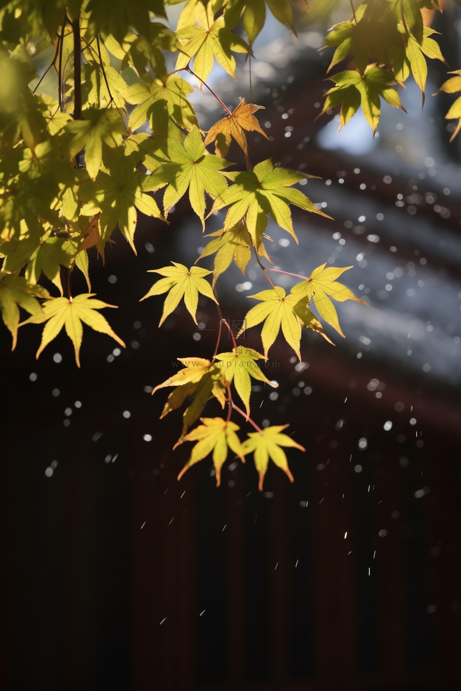 秋天枫叶树枝园林秋意浓雨滴摄影图
