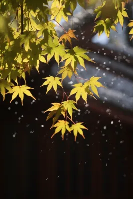 秋天枫叶树枝园林秋意浓雨滴摄影图