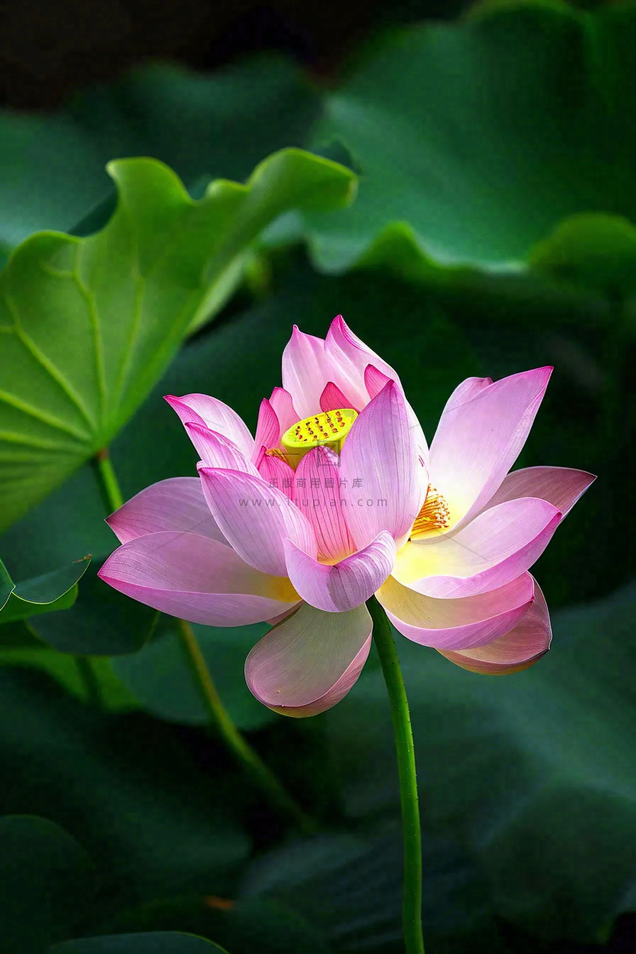 中国风夏日荷花荷叶大气特写摄影，大暑小暑夏至摄影图