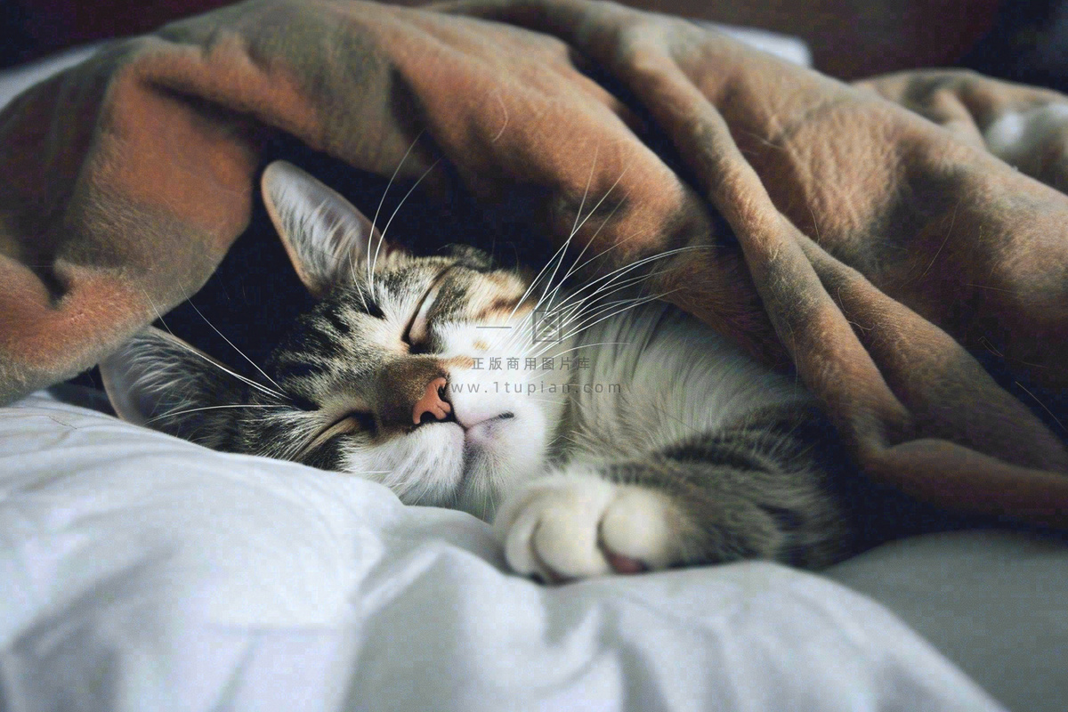 被窝里睡觉的猫猫,可爱的动物摄影图