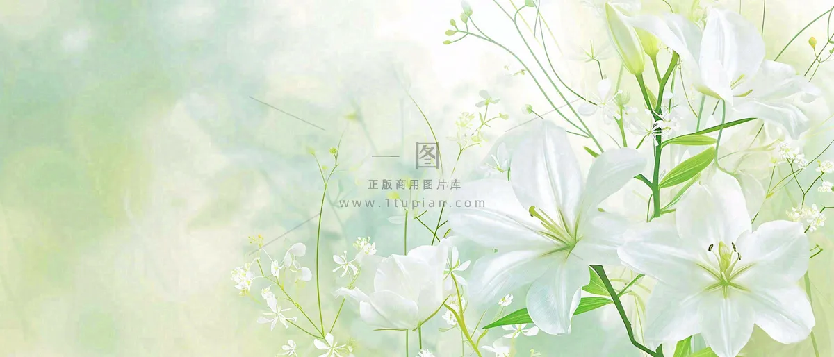 清新白色小花野花野草春天萌芽手绘，春分