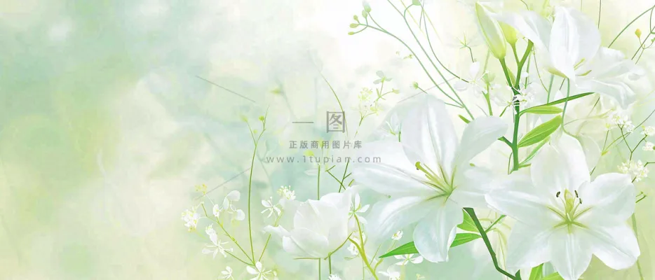 清新白色小花野花野草春天萌芽手绘,春分 清新白色小花野花野草春天萌芽手绘,春分