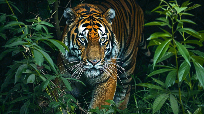 老虎森林丛林里出没老虎动物摄影图