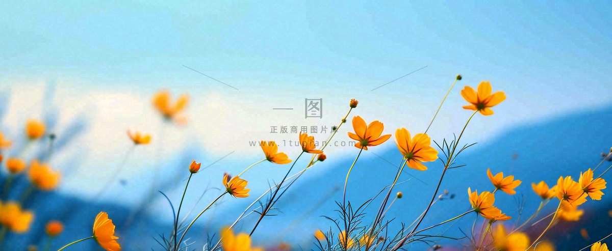 简约橙色小花鲜花,蓝色天空山脉虚幻意境摄影图