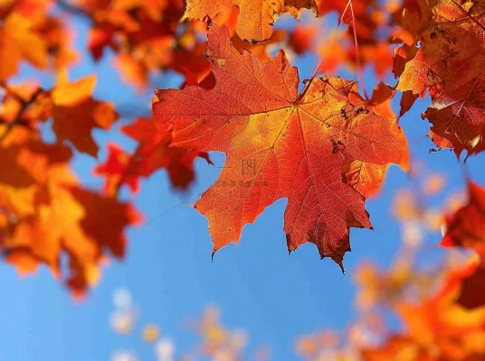 金秋红枫叶梧桐叶蓝天背景立秋秋分处暑摄影图 金秋红枫叶梧桐叶蓝天背景立秋秋分处暑摄影图