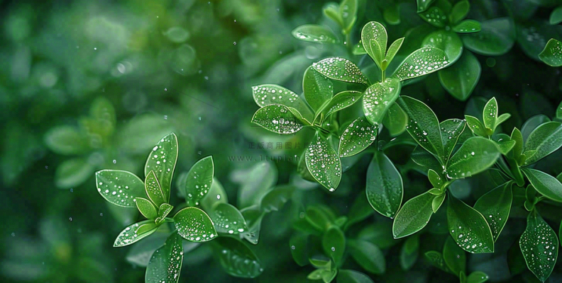 绿色植物绿叶上的露水雨水寒露摄影图