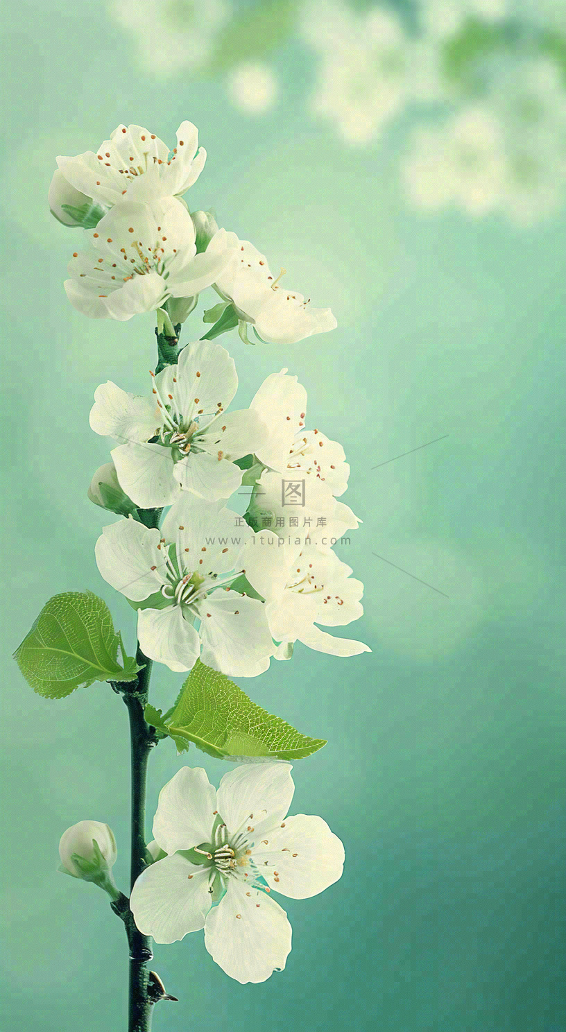 春天清新白色花朵枝叶,春分立春摄影图