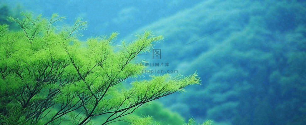 绿色树冠，绿色森林山脉，春天摄影图