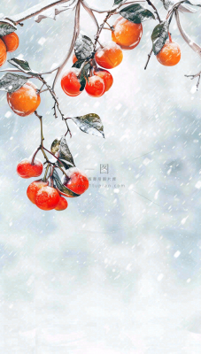 冬天风雪里的柿子树霜降插画背景 冬天风雪里的柿子树霜降插画背景