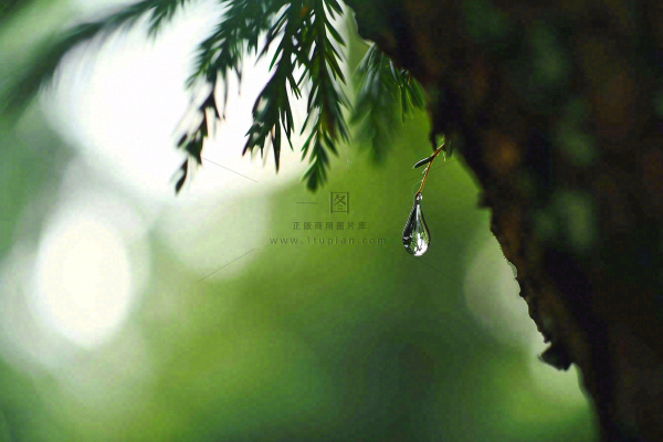 绿色树林里面下雨过后的松枝挂着水滴摄影图