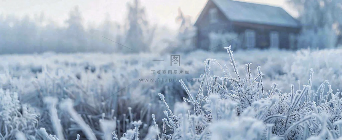 冬天植物森林里的木屋白雪覆盖小寒小雪摄影图