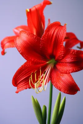 朱顶红鲜花红色摄影图