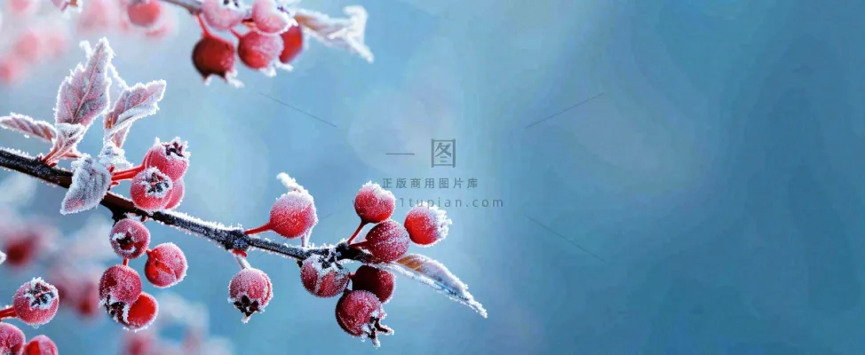 冬天冰天雪地红色果实上的白雪霜降小寒大寒摄影图