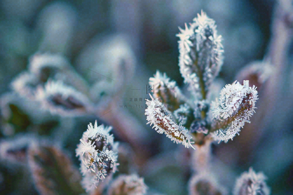 冬季植物叶片上的白色雪霜霜降小寒寒露摄影图
