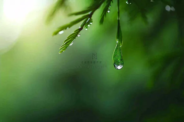 绿色树林里面下雨过后的松枝挂着水滴摄影图