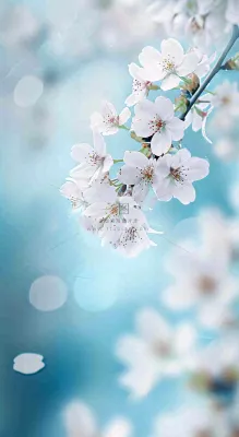 唯美清新白色鲜花，文艺新鲜浪漫情人节摄影图