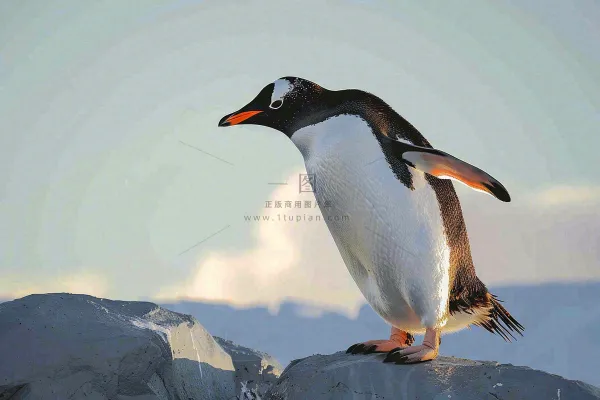 冰雪天地的企鹅寒冷动物摄影图