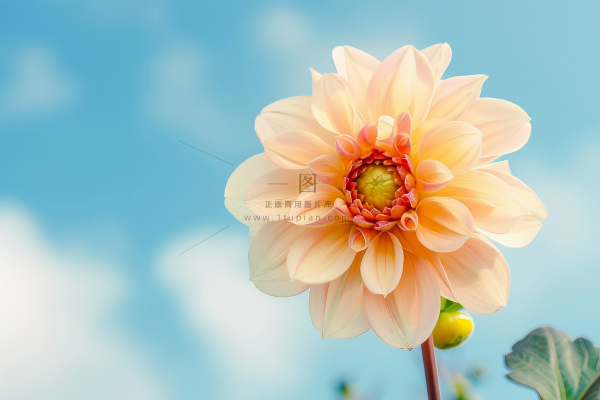 白粉鲜花花朵春夏摄影图